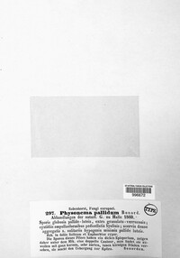 Media resource of Physonema pallidum
